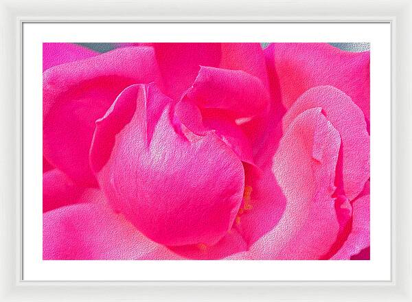 Closeup of a Wonderful Pink Rose  - Framed Print