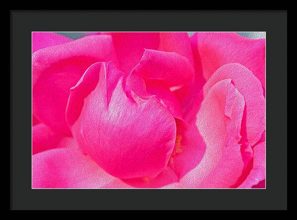 Closeup of a Wonderful Pink Rose  - Framed Print