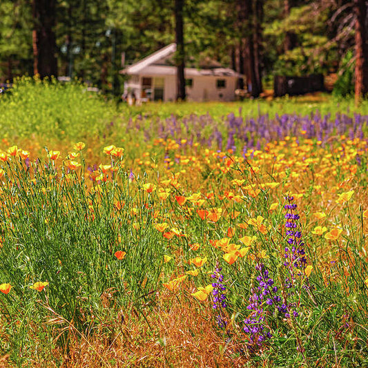 Colorful and Vibrant Meadows With Wild Flowers - Art Print