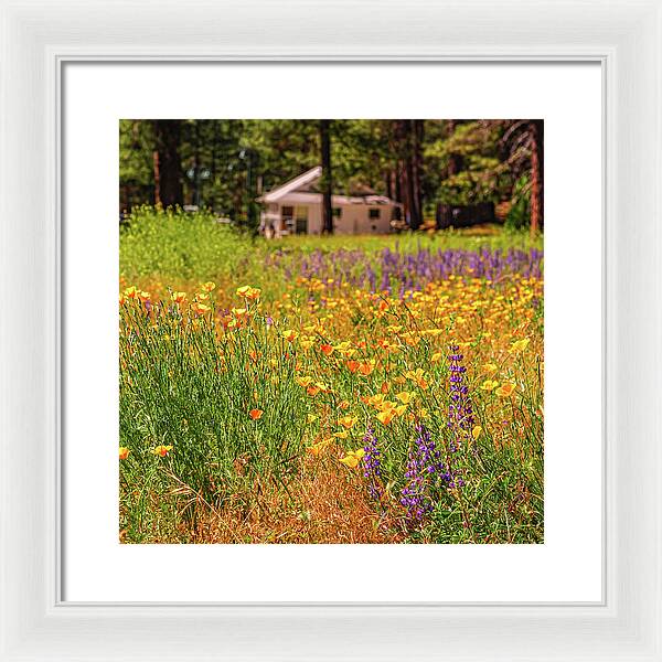 Colorful and Vibrant Meadows With Wild Flowers - Framed Print