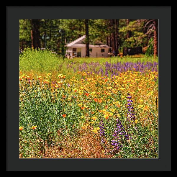 Colorful and Vibrant Meadows With Wild Flowers - Framed Print