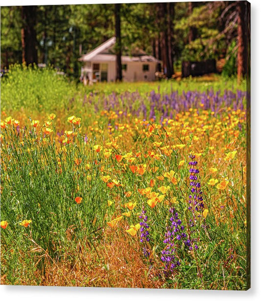 Colorful and Vibrant Meadows With Wild Flowers - Acrylic Print