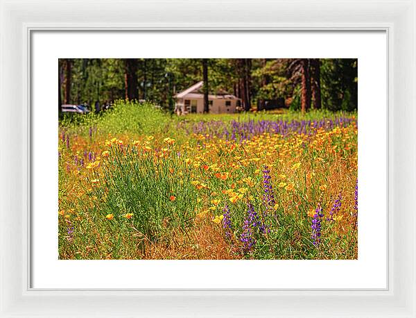 Colorful and Vibrant Meadows With Wild Flowers - Framed Print