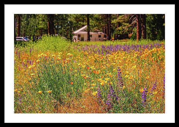 Colorful and Vibrant Meadows With Wild Flowers - Framed Print