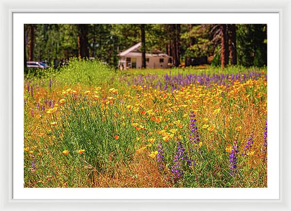 Colorful and Vibrant Meadows With Wild Flowers - Framed Print
