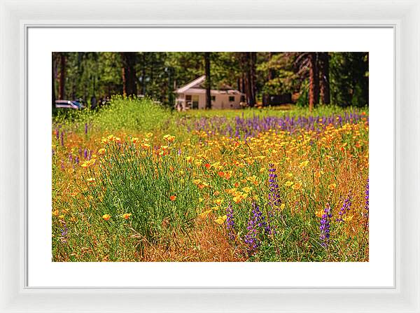Colorful and Vibrant Meadows With Wild Flowers - Framed Print