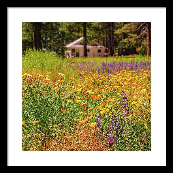 Colorful and Vibrant Meadows With Wild Flowers - Framed Print