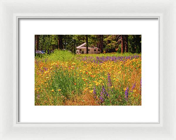 Colorful and Vibrant Meadows With Wild Flowers - Framed Print