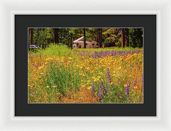 Colorful and Vibrant Meadows With Wild Flowers - Framed Print