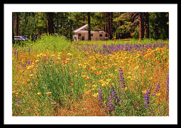 Colorful and Vibrant Meadows With Wild Flowers - Framed Print