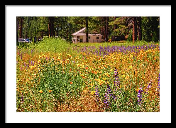 Colorful and Vibrant Meadows With Wild Flowers - Framed Print