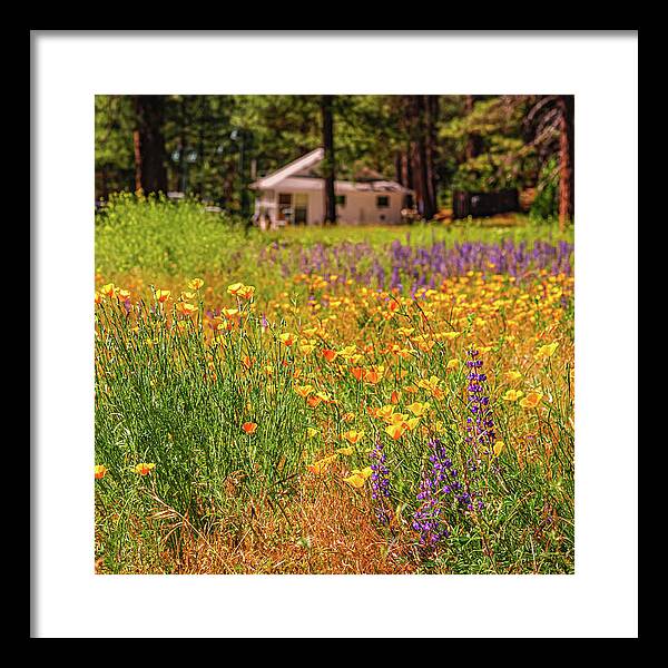 Colorful and Vibrant Meadows With Wild Flowers - Framed Print