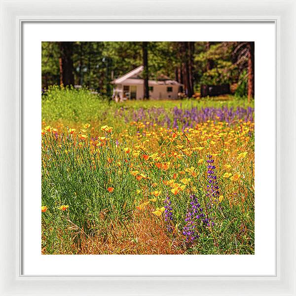 Colorful and Vibrant Meadows With Wild Flowers - Framed Print