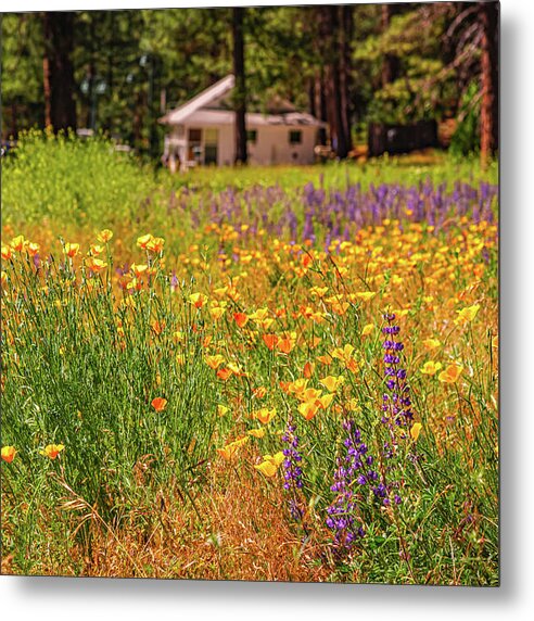 Colorful and Vibrant Meadows With Wild Flowers - Metal Print