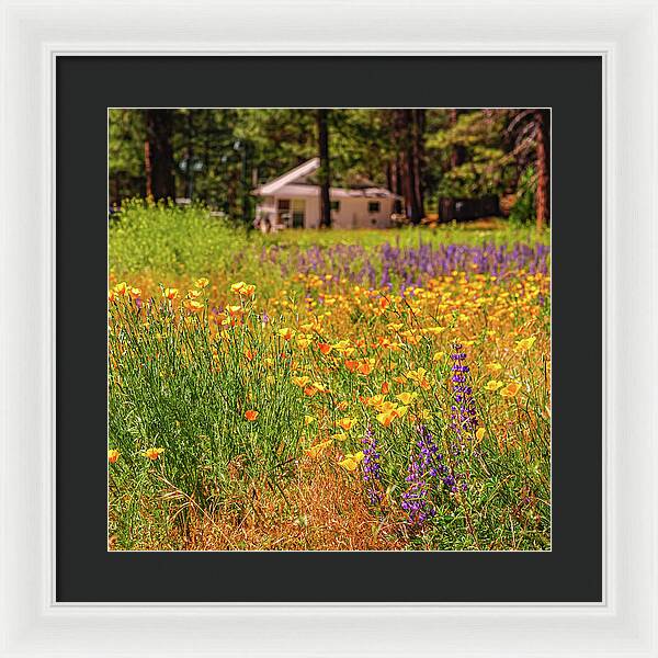 Colorful and Vibrant Meadows With Wild Flowers - Framed Print