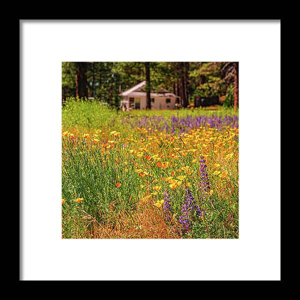 Colorful and Vibrant Meadows With Wild Flowers - Framed Print