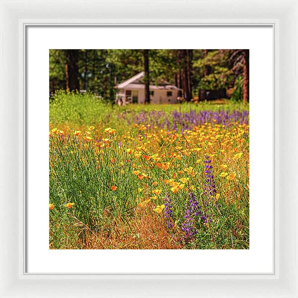 Colorful and Vibrant Meadows With Wild Flowers - Framed Print