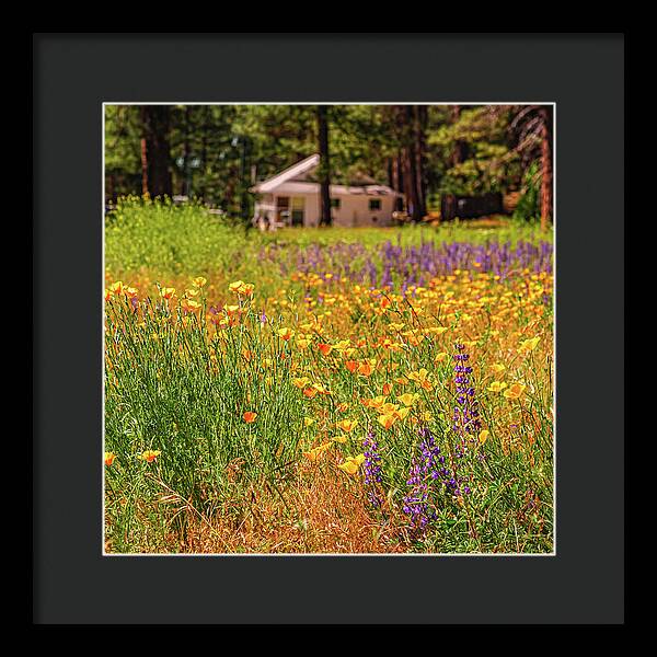 Colorful and Vibrant Meadows With Wild Flowers - Framed Print
