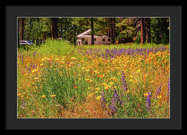 Colorful and Vibrant Meadows With Wild Flowers - Framed Print