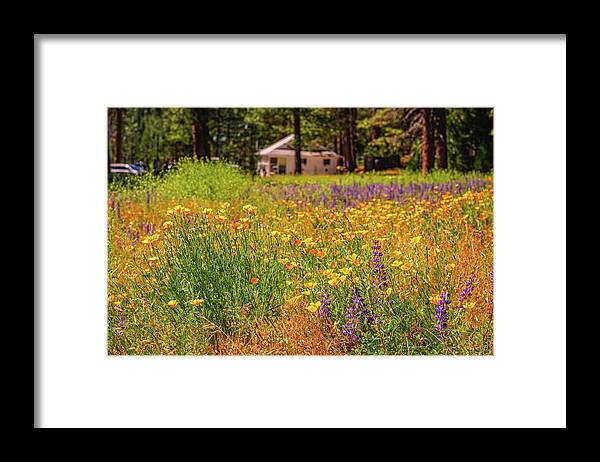 Colorful and Vibrant Meadows With Wild Flowers - Framed Print