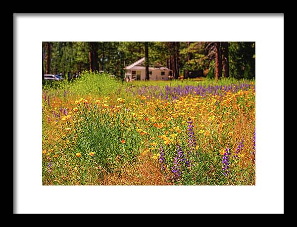 Colorful and Vibrant Meadows With Wild Flowers - Framed Print
