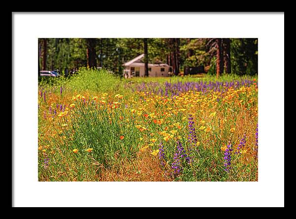 Colorful and Vibrant Meadows With Wild Flowers - Framed Print