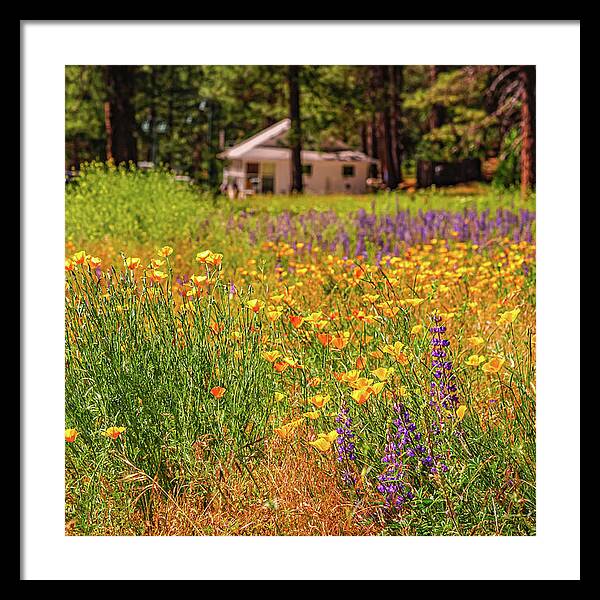 Colorful and Vibrant Meadows With Wild Flowers - Framed Print