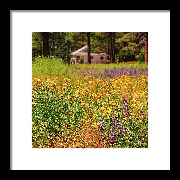 Colorful and Vibrant Meadows With Wild Flowers - Framed Print