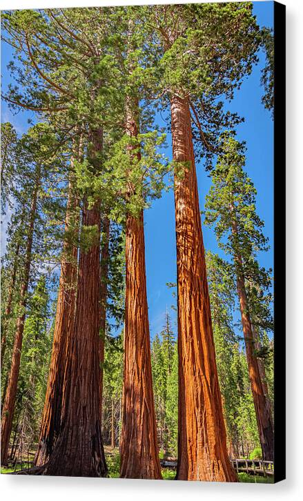 Colorful Landscape Scenery of Nature - Canvas Print