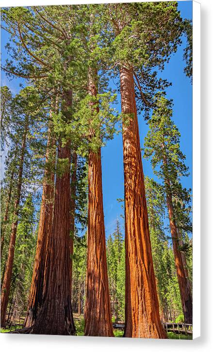 Colorful Landscape Scenery of Nature - Canvas Print