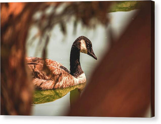 Contemplative Goose on Water - Canvas Print