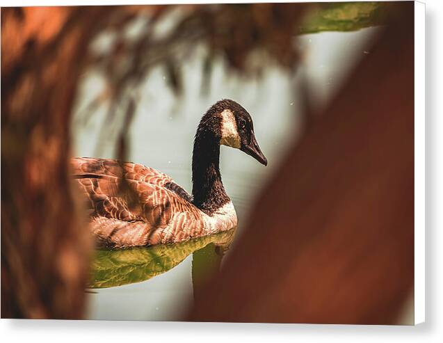 Contemplative Goose on Water - Canvas Print