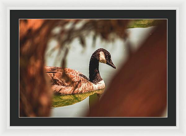 Contemplative Goose on Water - Framed Print