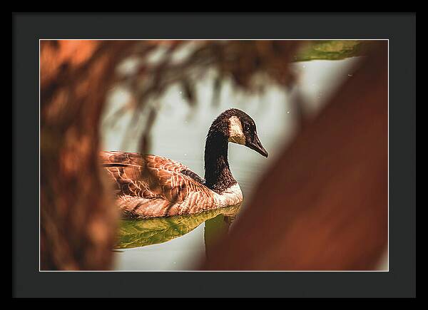 Contemplative Goose on Water - Framed Print