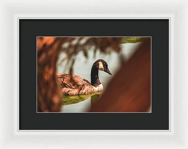 Contemplative Goose on Water - Framed Print