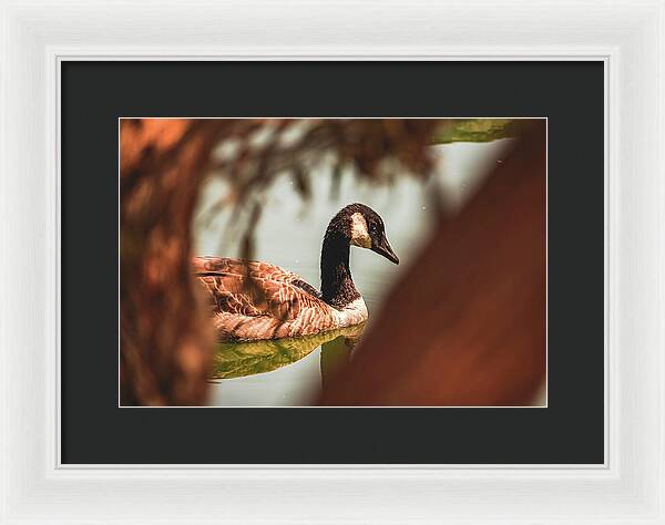 Contemplative Goose on Water - Framed Print