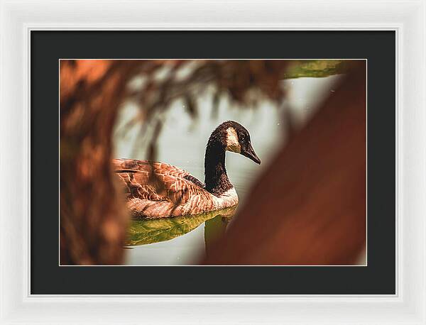 Contemplative Goose on Water - Framed Print