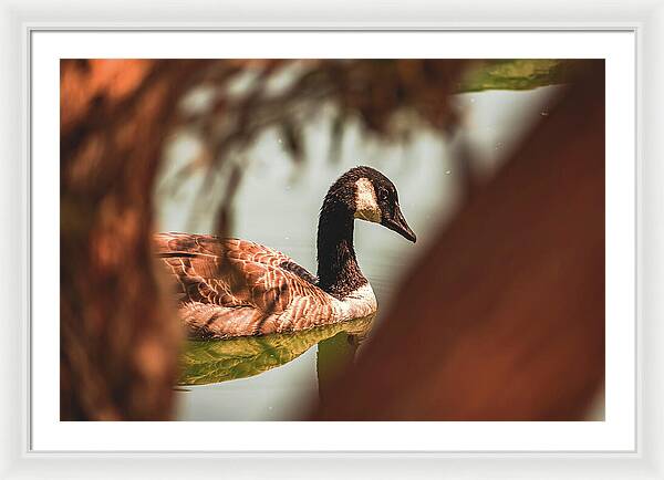 Contemplative Goose on Water - Framed Print