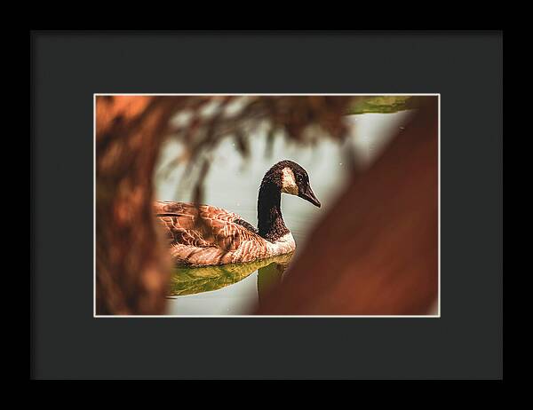 Contemplative Goose on Water - Framed Print
