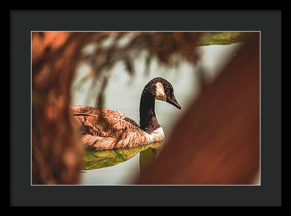 Contemplative Goose on Water - Framed Print
