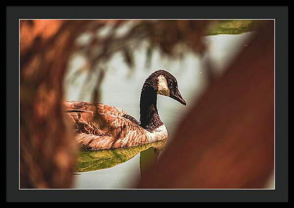 Contemplative Goose on Water - Framed Print