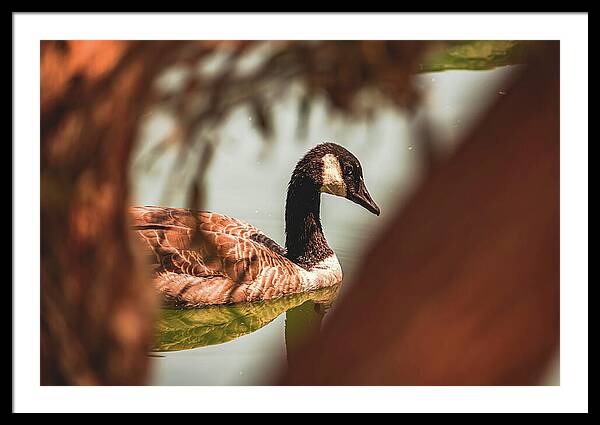 Contemplative Goose on Water - Framed Print