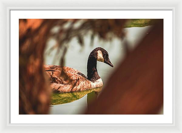 Contemplative Goose on Water - Framed Print