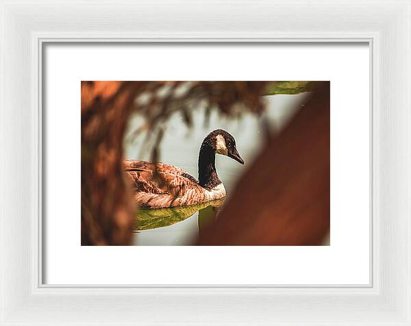 Contemplative Goose on Water - Framed Print