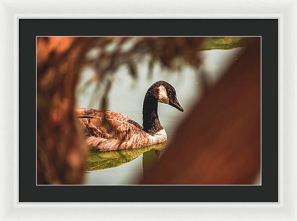 Contemplative Goose on Water - Framed Print