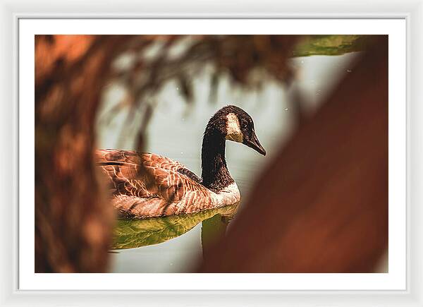 Contemplative Goose on Water - Framed Print