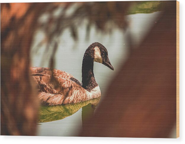 Contemplative Goose on Water - Wood Print