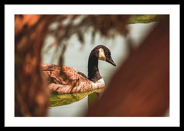 Contemplative Goose on Water - Framed Print