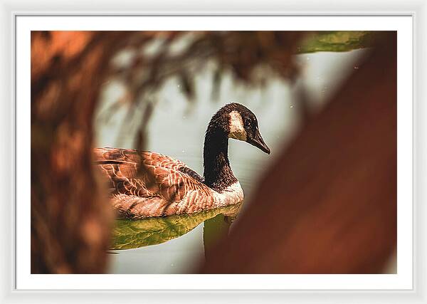Contemplative Goose on Water - Framed Print