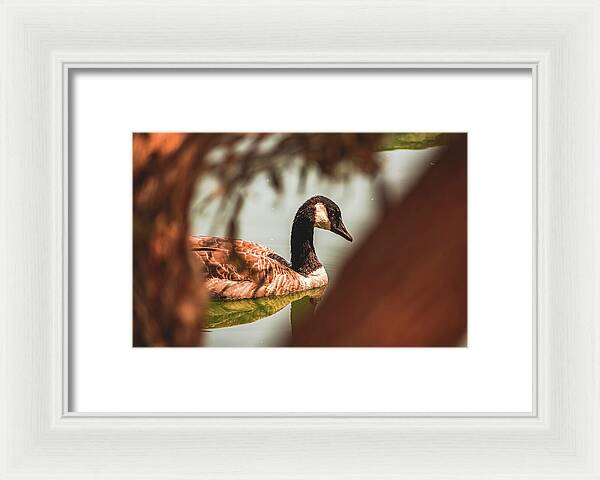 Contemplative Goose on Water - Framed Print
